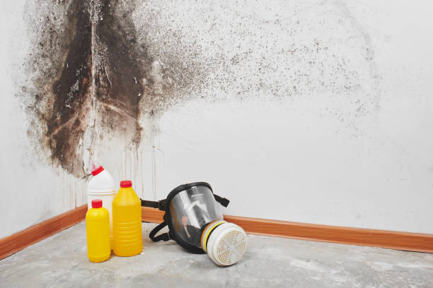 Best Local Mold Removal Service  in Fountain, CO