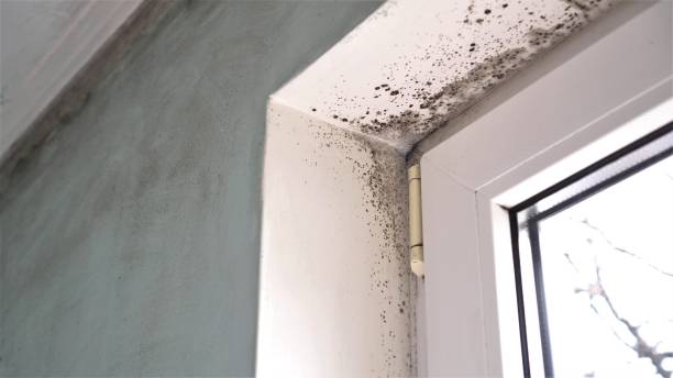 Best Affordable Mold Removal  in Fountain, CO