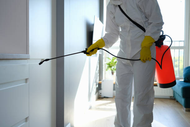 Best Mold Remediation Experts  in Fountain, CO