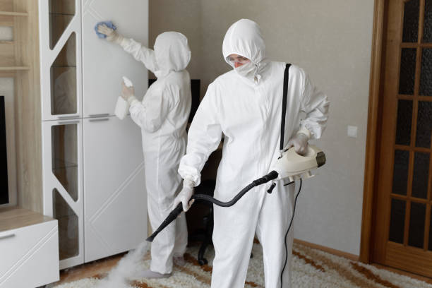 Best Black Mold Removal  in Fountain, CO