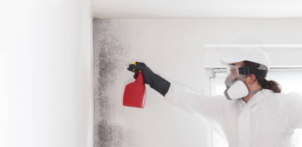 Best Home Mold Removal  in Fountain, CO