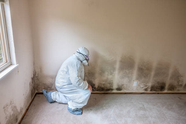 Best Commercial Mold Removal  in Fountain, CO