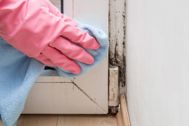 Best Certified Mold Removal  in Fountain, CO