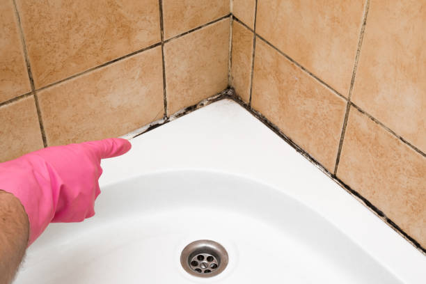 Best Mold Removal Near Me  in Fountain, CO